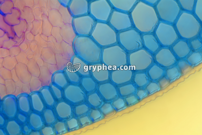 Feuille d'Oyat CT x100 - gryphea.com